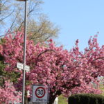 Kirschblüte 2026 Kirschblütenallee