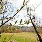 Sandgrube NSG Grunewald