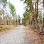 Sandgrube NSG Grunewald 19 Schildhornweg