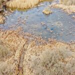 Sandgrube-NSG-Grunewald