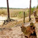 Sandgrube NSG Grunewald