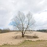 Sandgrube NSG Grunewald