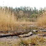 Sandgrube NSG Grunewald