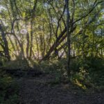 Baum und Busch Große Steinlanke Berlin