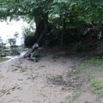 Ufer Pohlesee