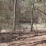 Tatarengraben Bäume