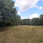 Zentrale Wiese Kiesgruben Ahrensdorf