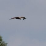 Adler über den Ungeheuerwiesen Blankensee